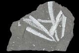 Fossil Graptolite Cluster (Didymograptus) - Great Britain #103409-1